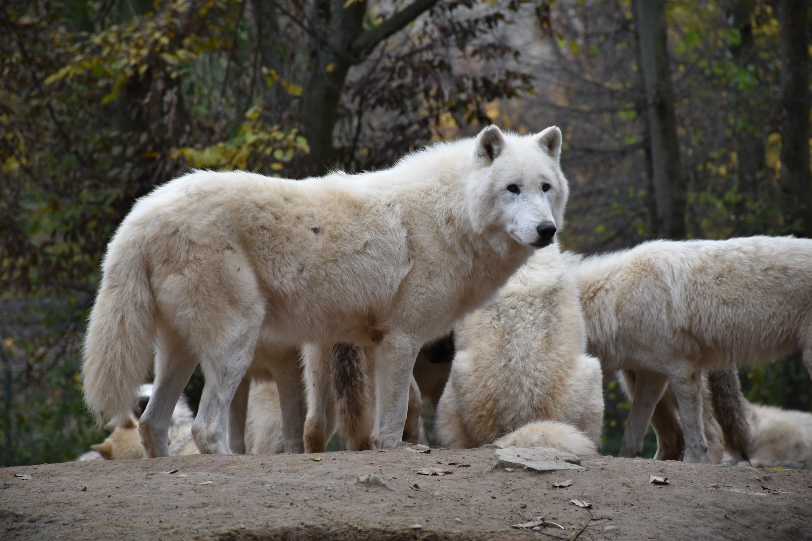 Arctic wolves