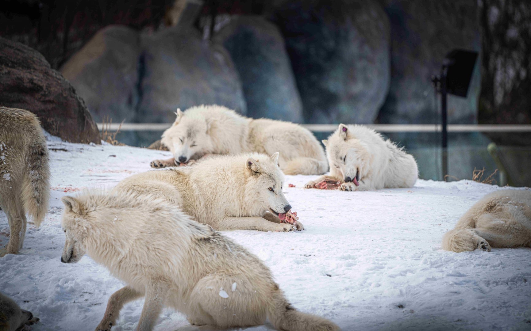 Arctic Wolves