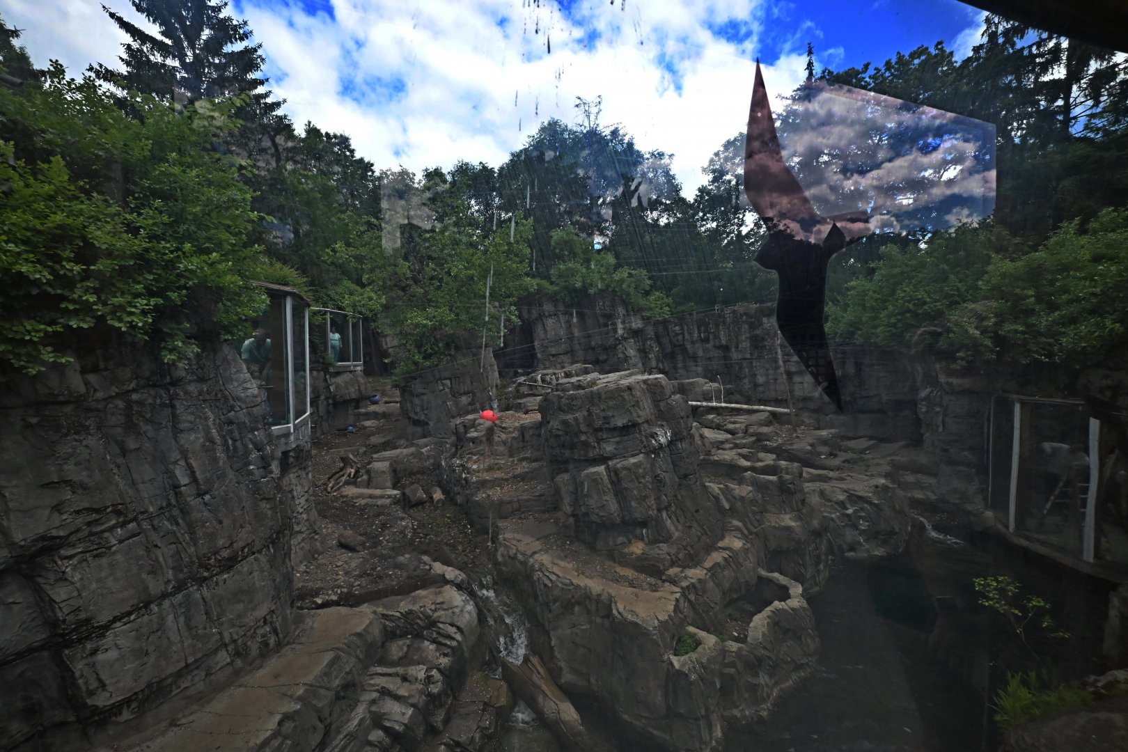 Arctic Zone - Grizzly Bear (Ursus arctos horribilis) Exhibit