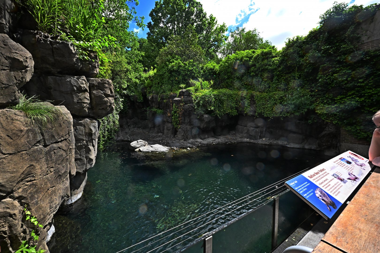 Arctic Zone - Harbor Seal (Phoca vitulina) Exhibit