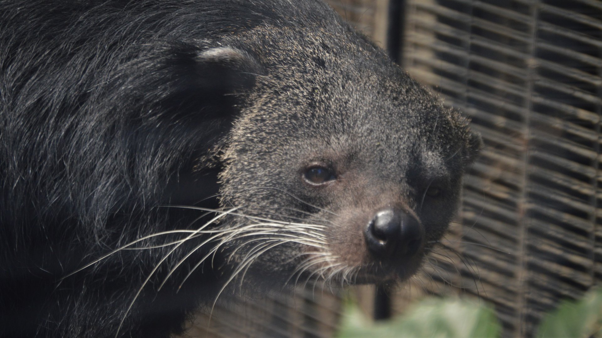 Arctictis binturong penicillatus