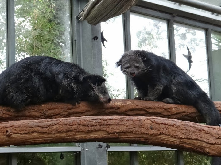 Arctictis binturong