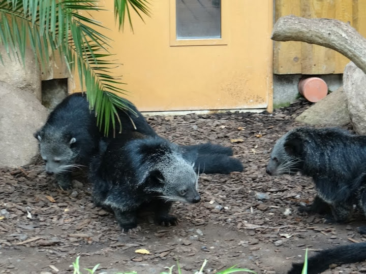 Arctictis binturong