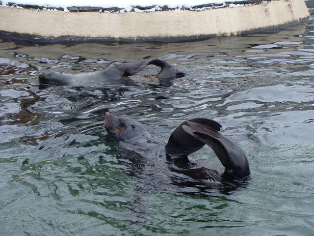 Arctocephalus pusillus pusillus - in the position of the bed