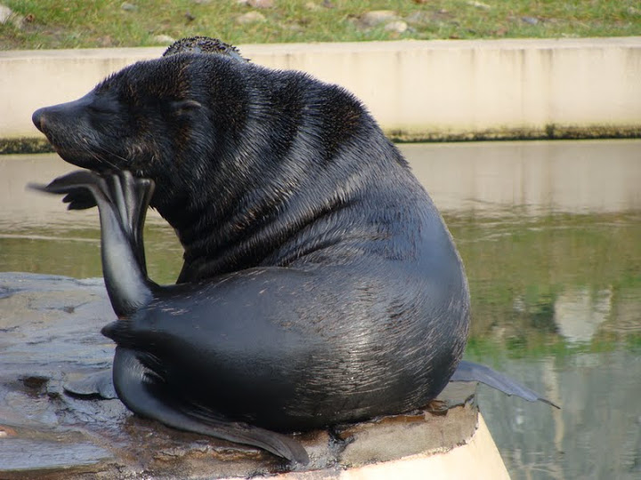 Arctocephalus pusillus pusillus