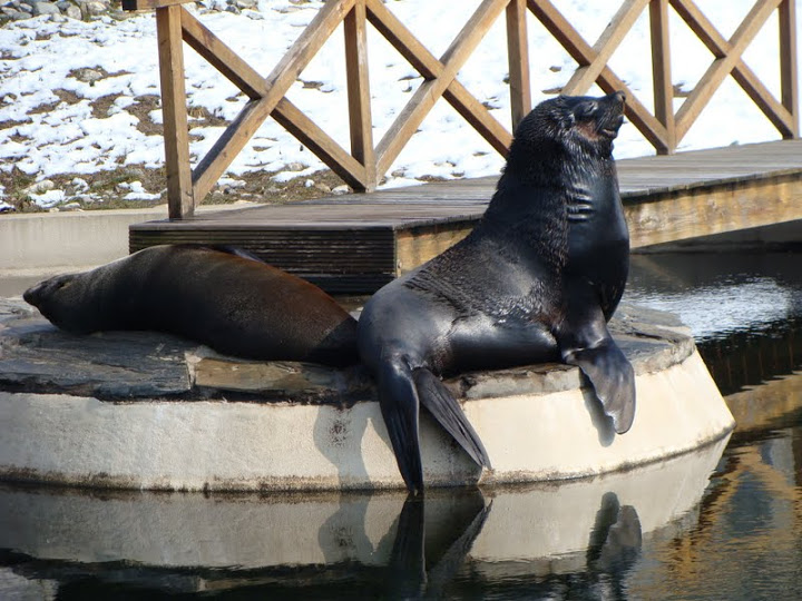 Arctocephalus pusillus pusillus