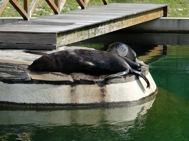 Arctocephalus pusillus pusillus