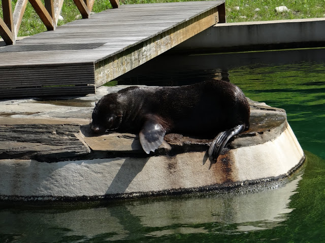 Arctocephalus pusillus pusillus