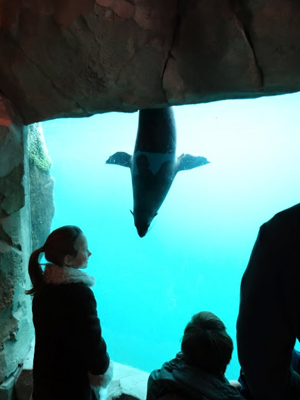 Arctocephalus pusillus