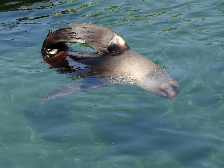 Arctocephalus pusillus