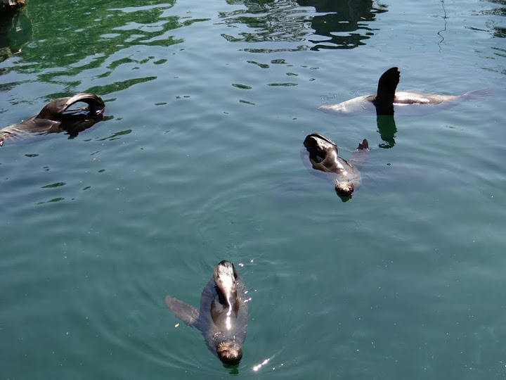 Arctocephalus pusillus