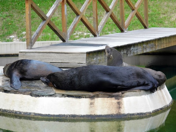 Arctocephalus pusillus