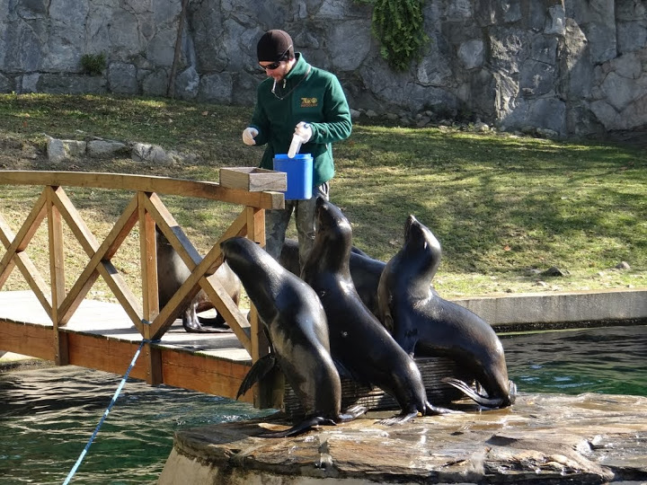 Arctocephalus pusillus