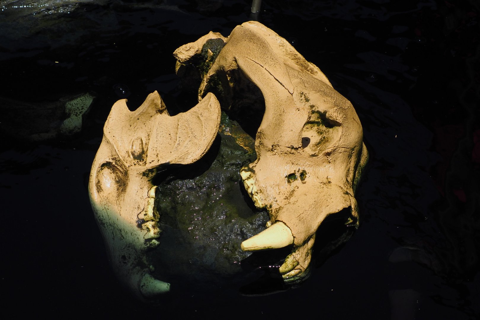 Arctodus simus skull replica