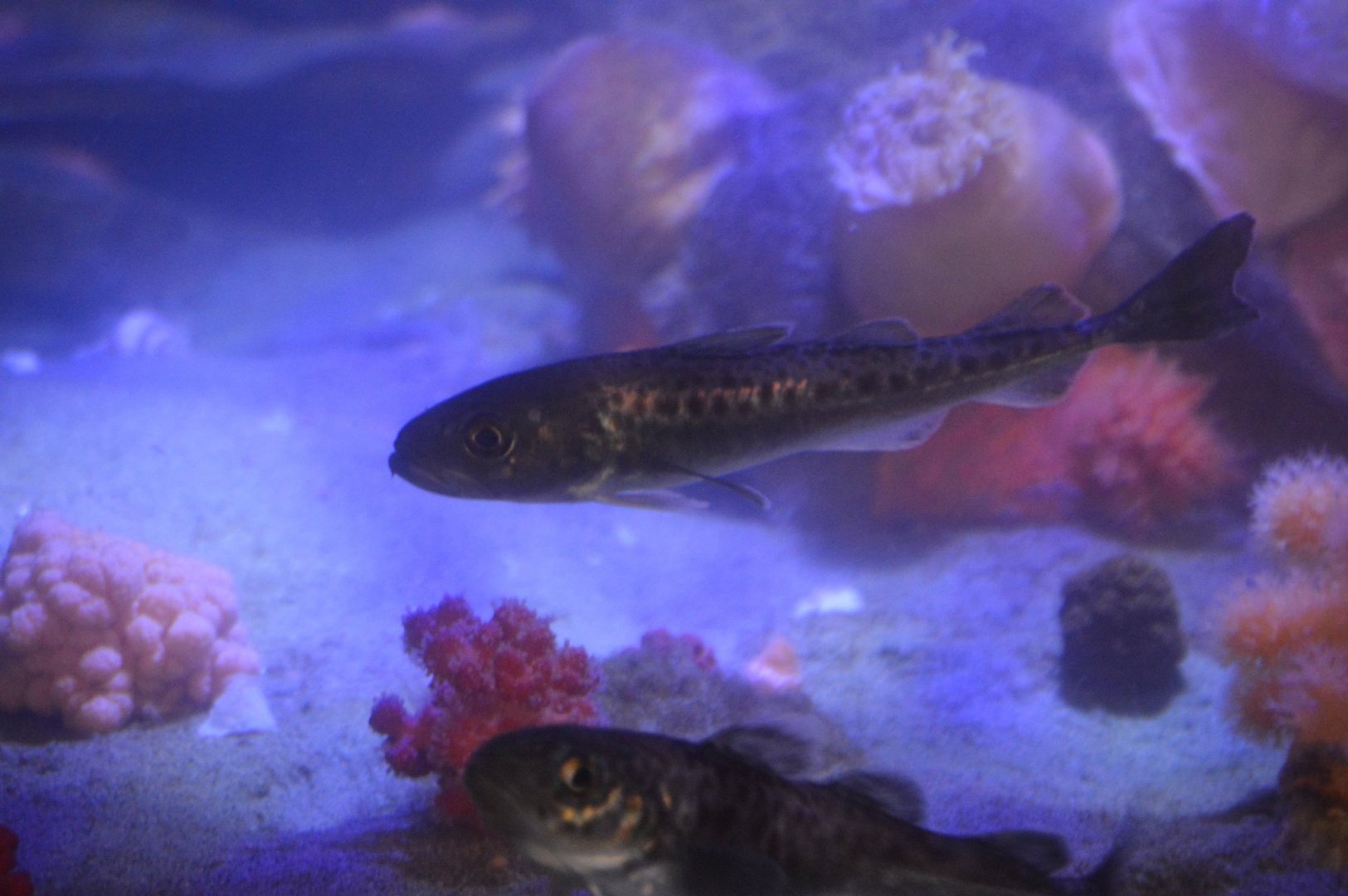 Arctogadus glacialis