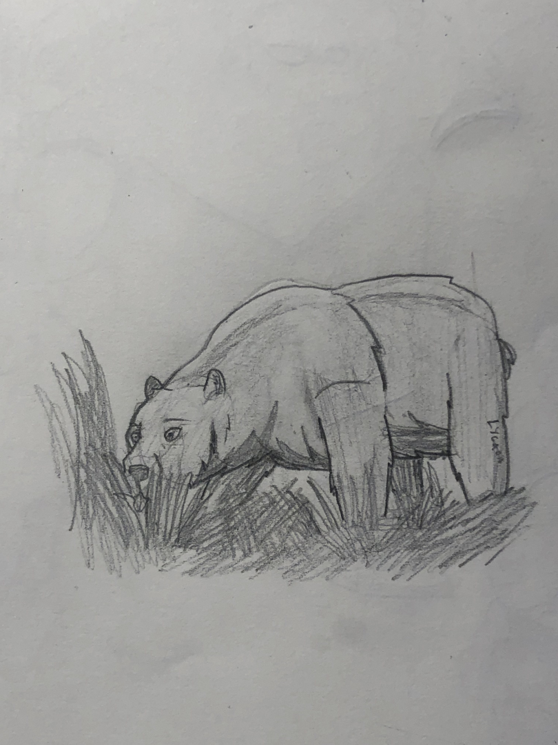 Arctotherium wingei doodle