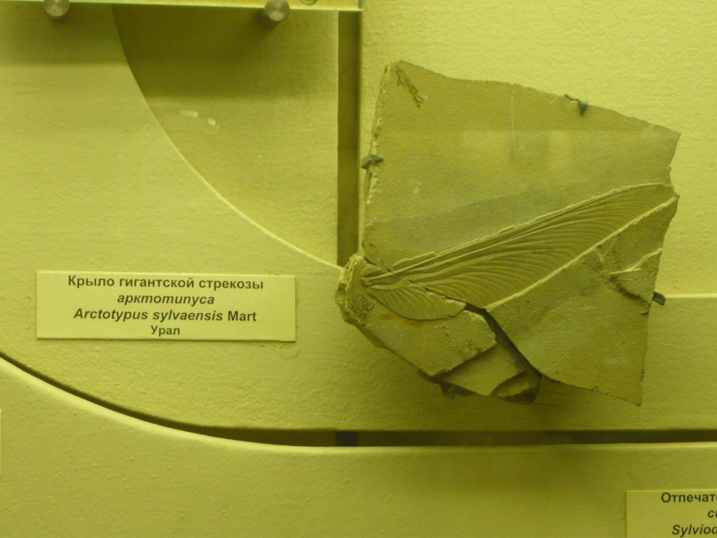 Arctotypus sylvaensis wing