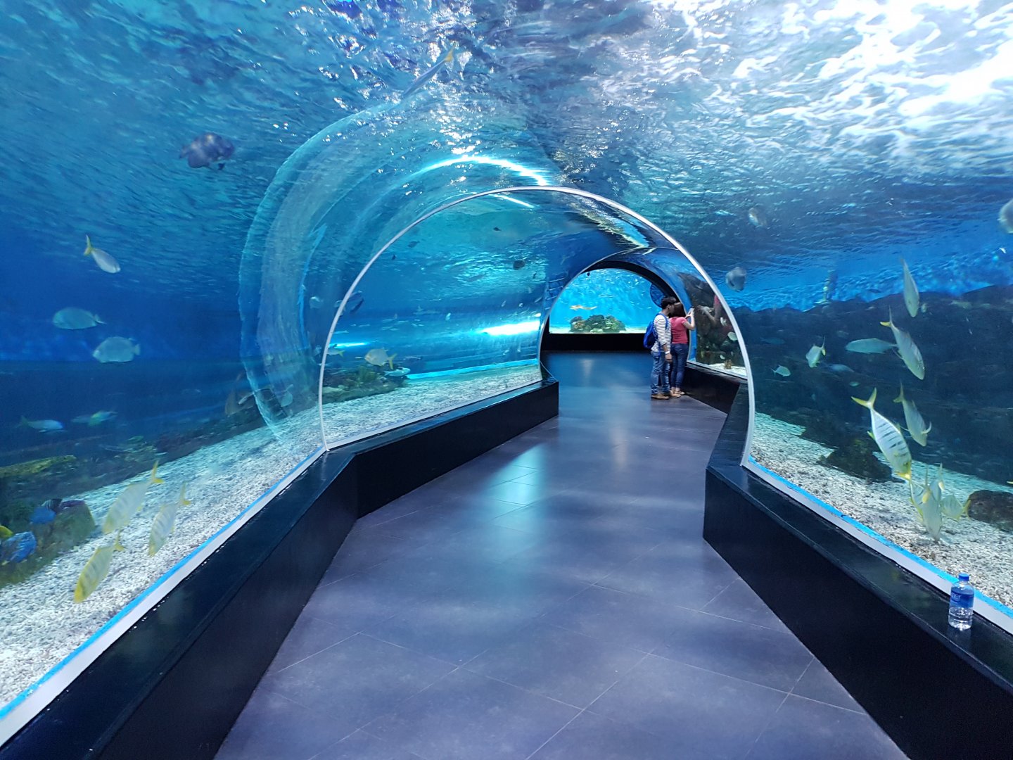 arcylic tunnel at manilla ocean park