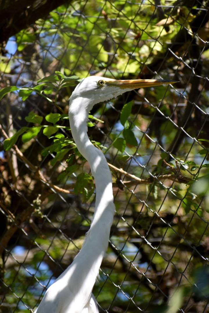 Ardea alba - Great Egret  / Zoo d'Upie 2024