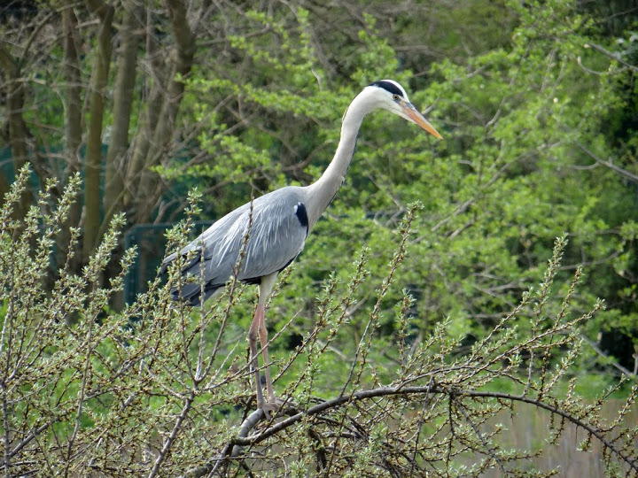 Ardea cinerea