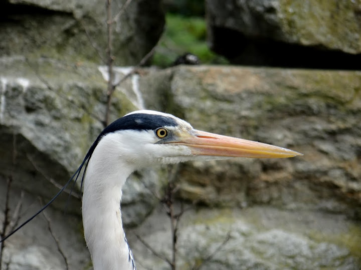 Ardea cinerea