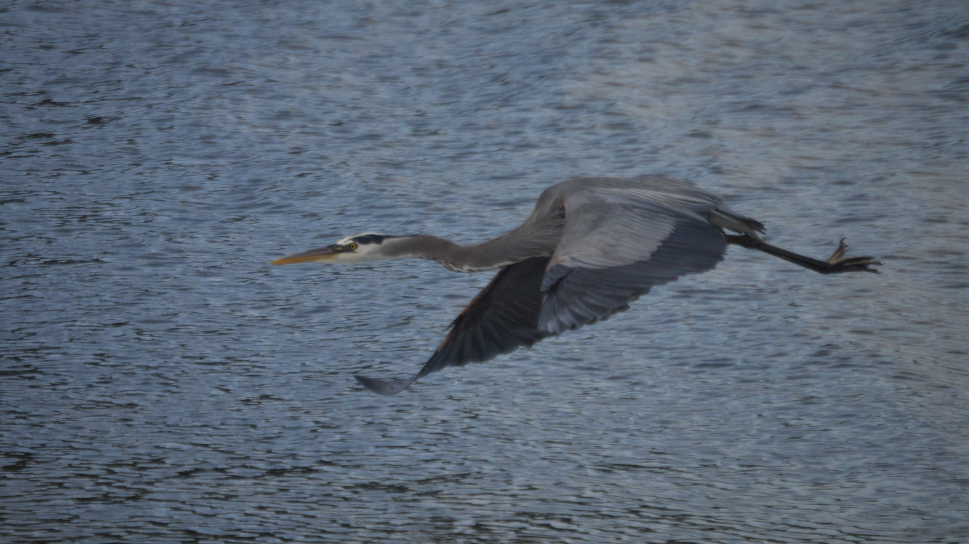Ardea herodias fannini