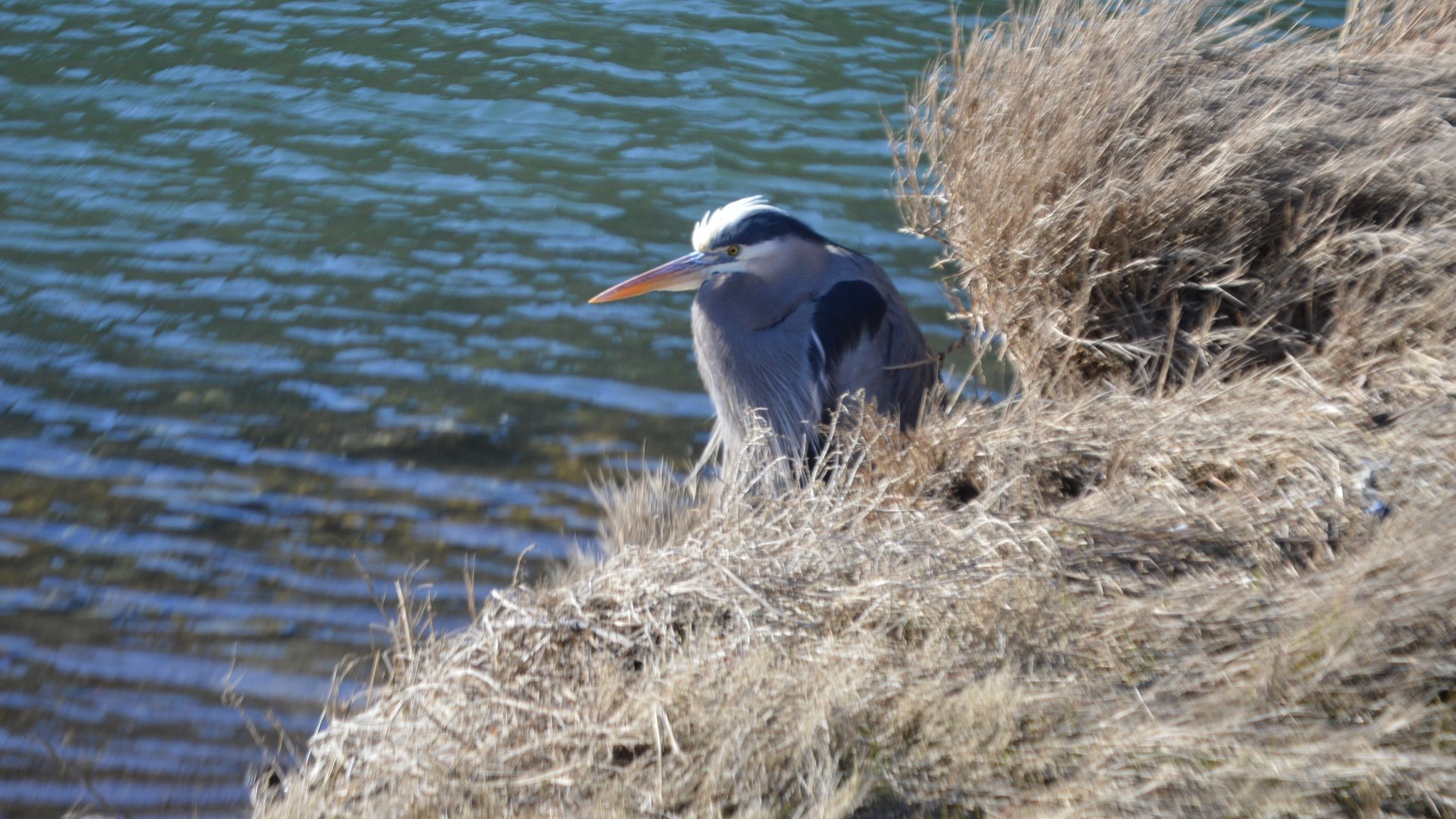 Ardea herodias fannini