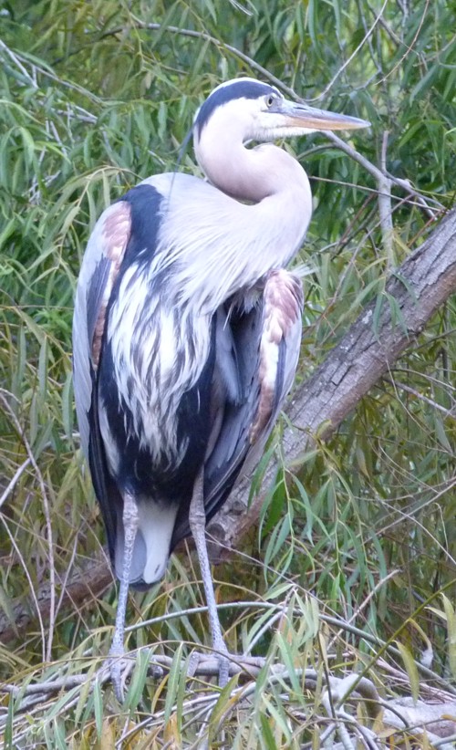 Ardea herodias