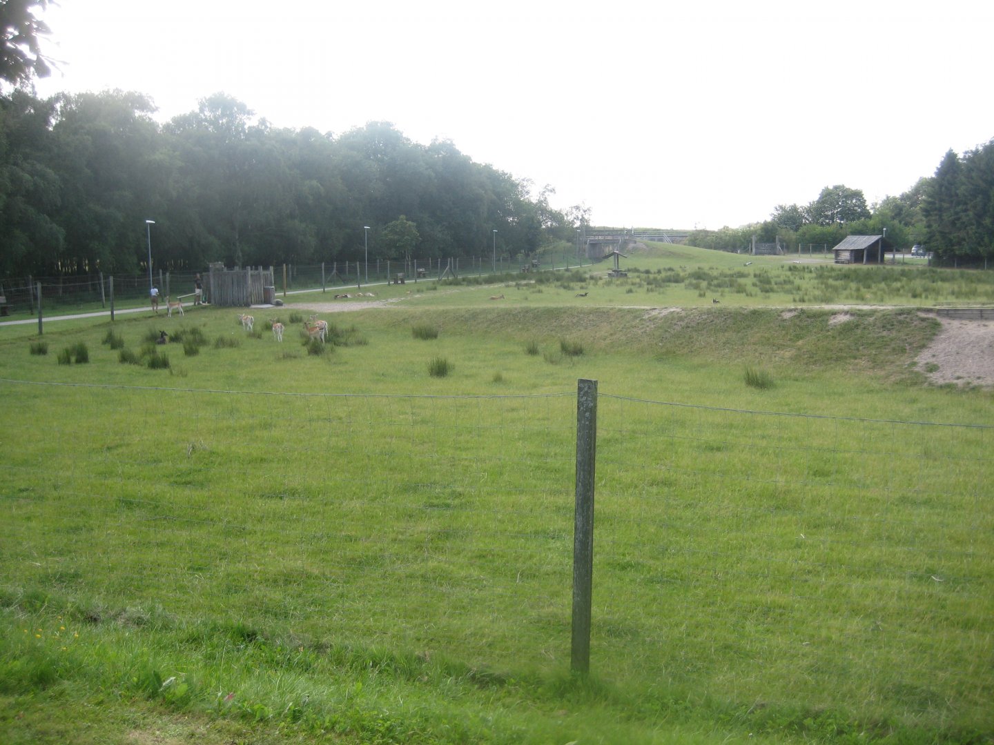 Arden Dyrepark - Deer exhibit #1