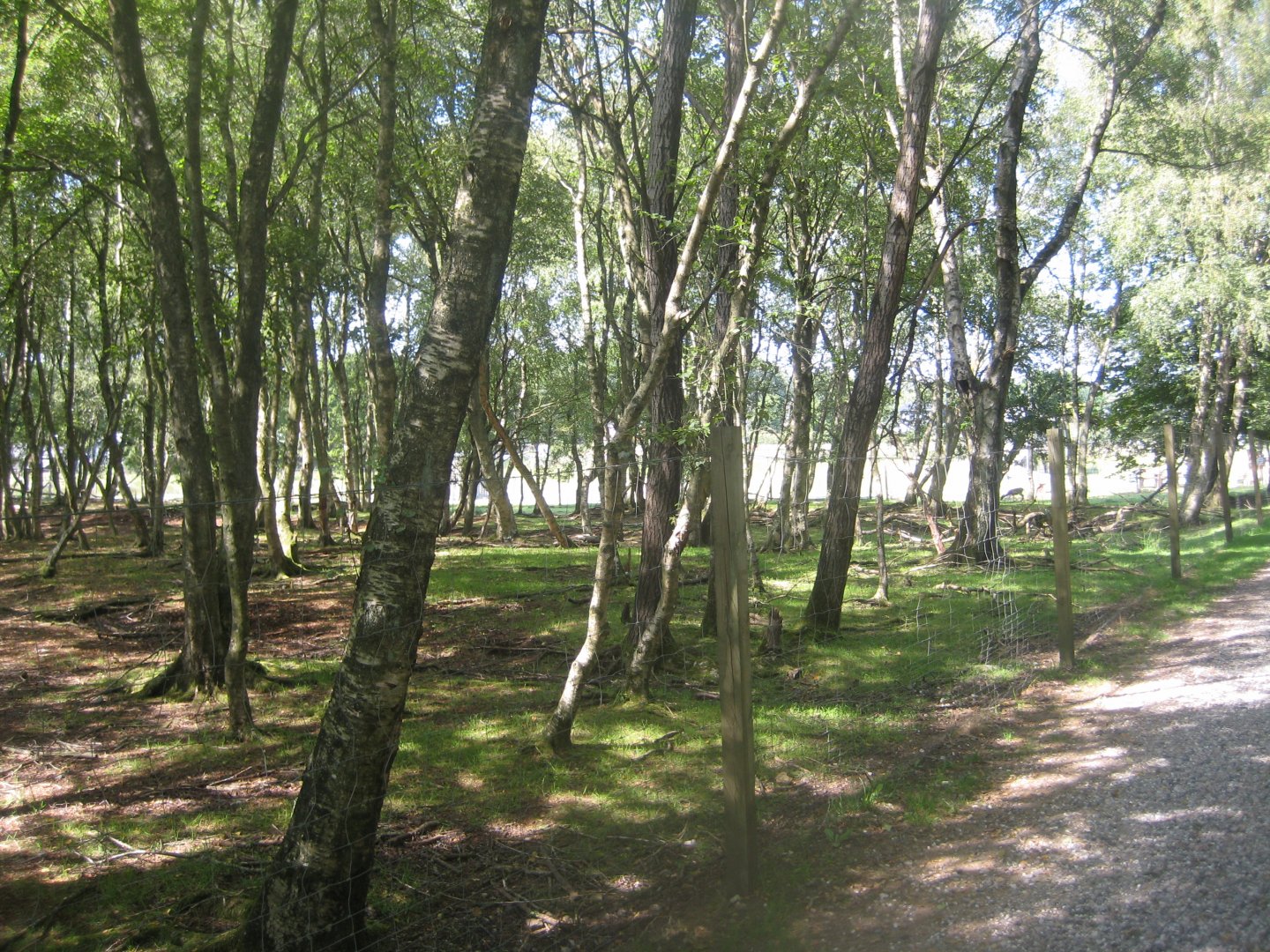 Arden Dyrepark - Deer exhibit #2