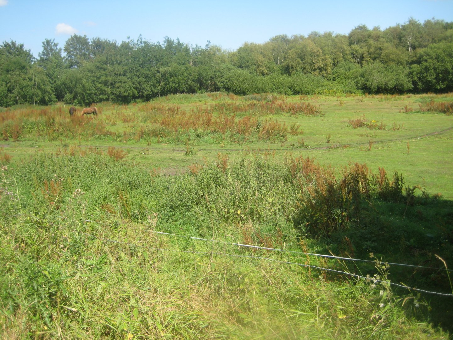 Arden Dyrepark - Horse exhibit