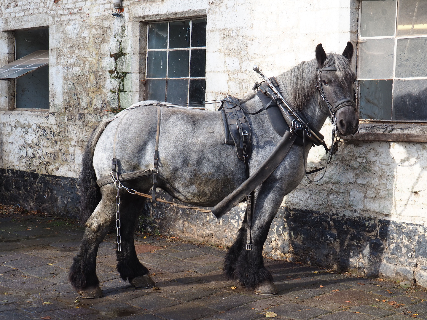 Ardennais draft horse (Equus ferus caballus) with harness, 2019-10-04