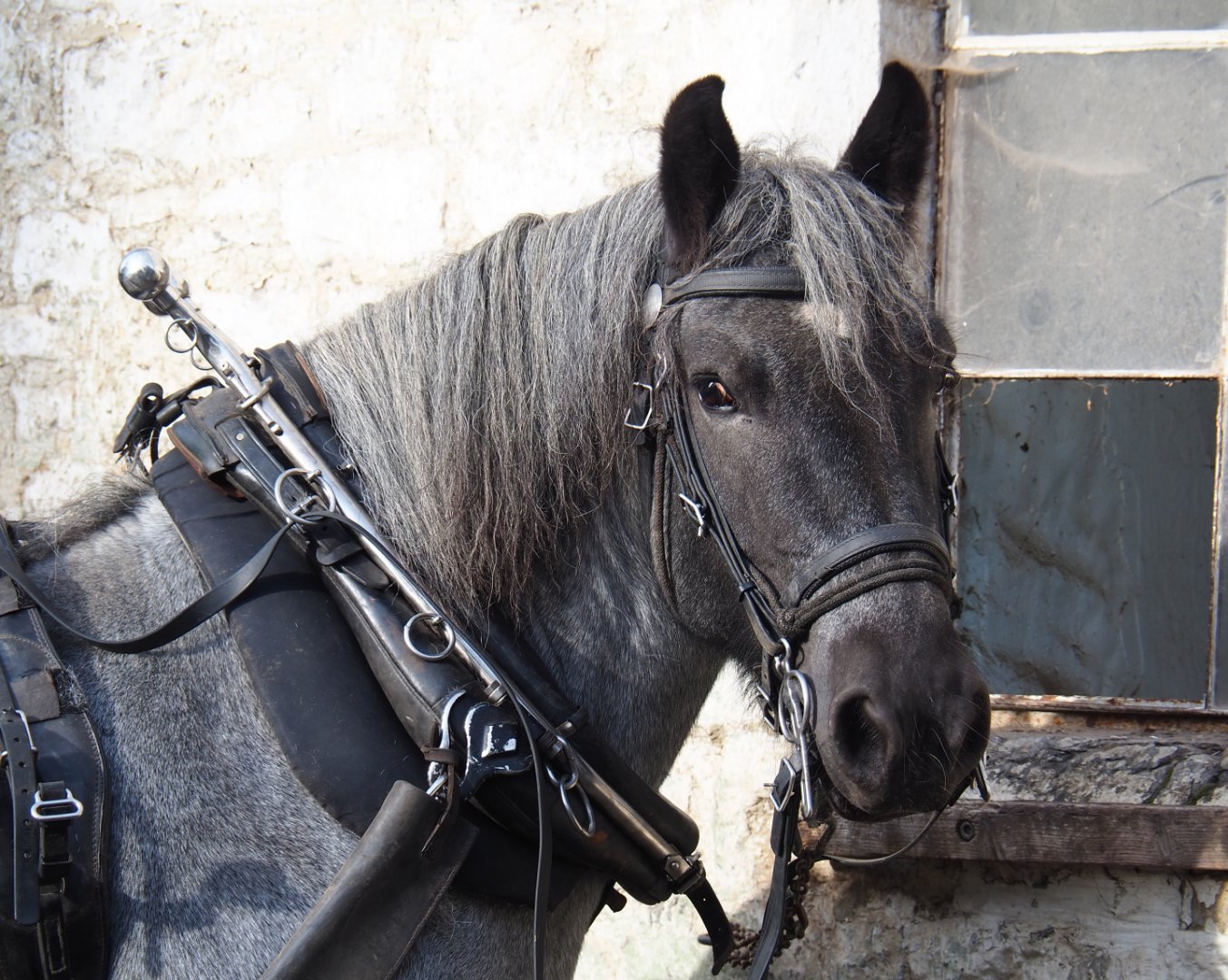 Ardennais draft horse (Equus ferus caballus) with harness, 2019-10-04