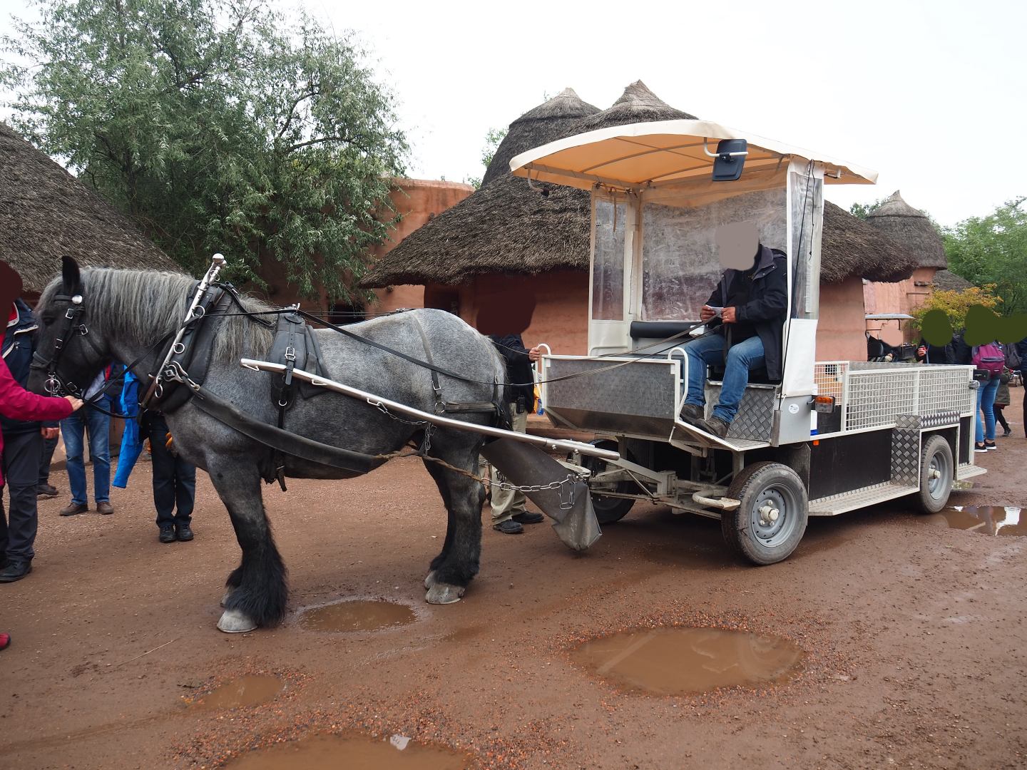 Ardennais draft horse used to pull waste collection cart, 2019-10-04