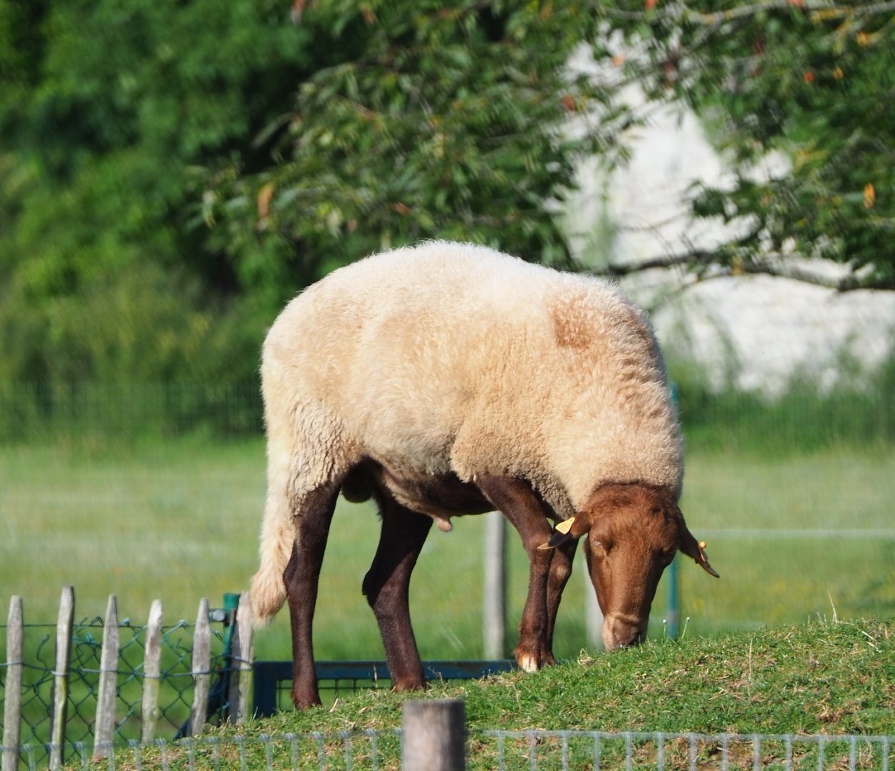 Ardennes voskop sheep (Ovis aries), 2021-08-15