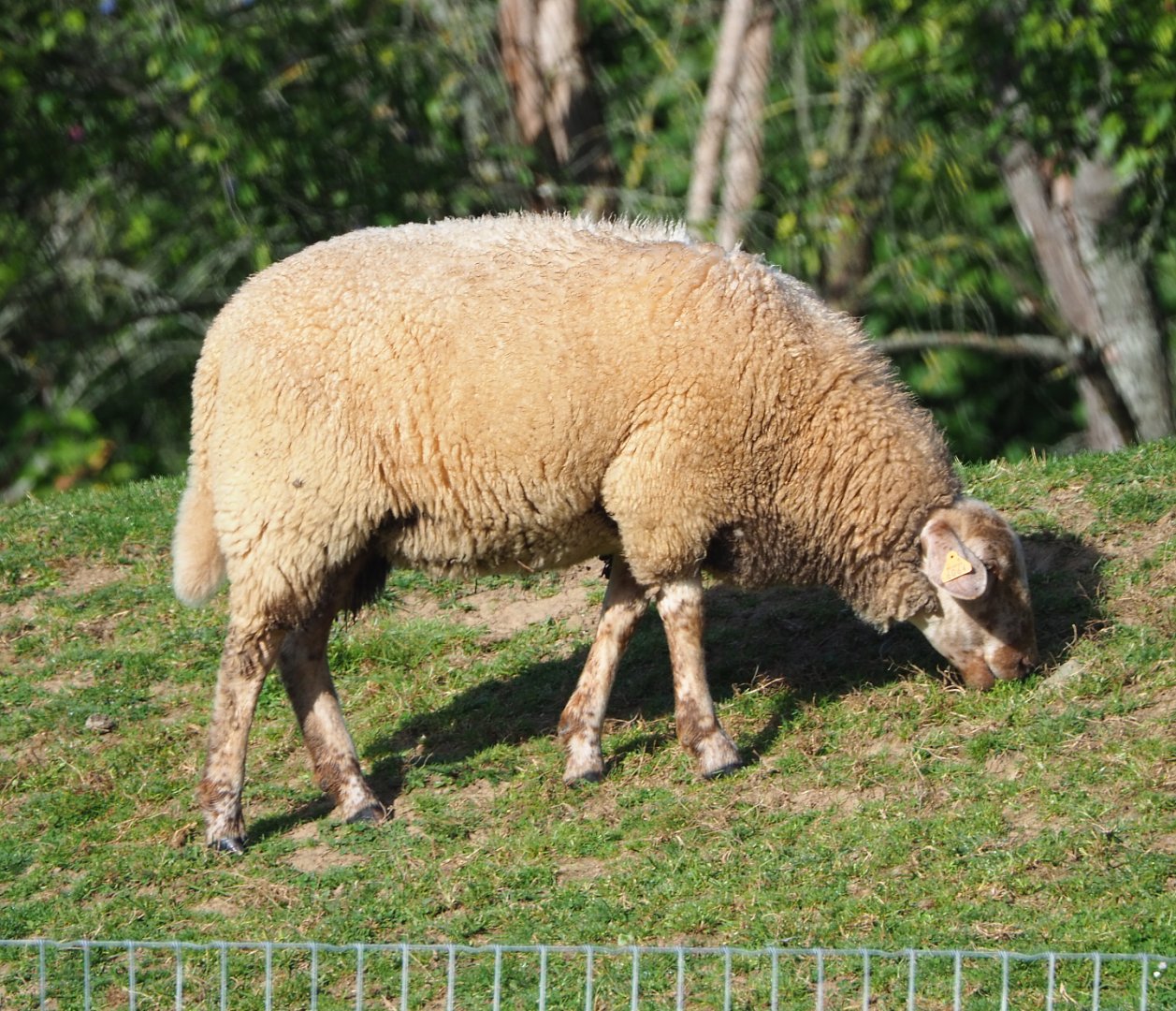Ardennes voskop sheep (Ovis aries), 2021-08-15