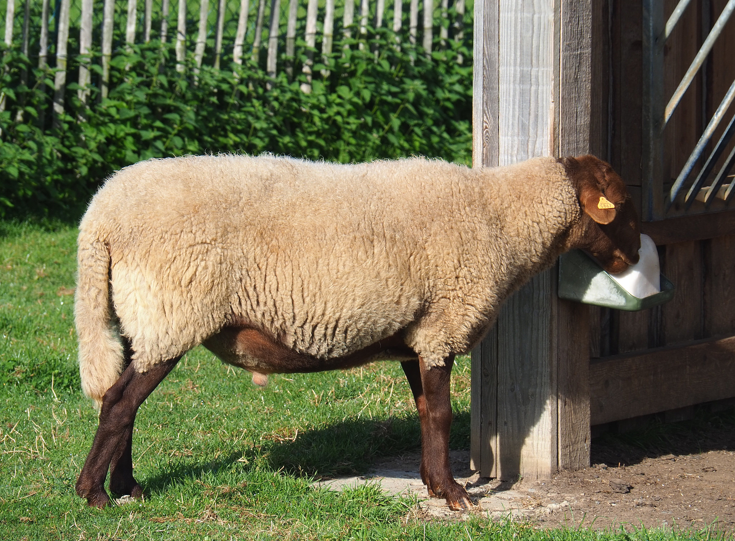 Ardennes voskop sheep (Ovis aries), 2021-08-15