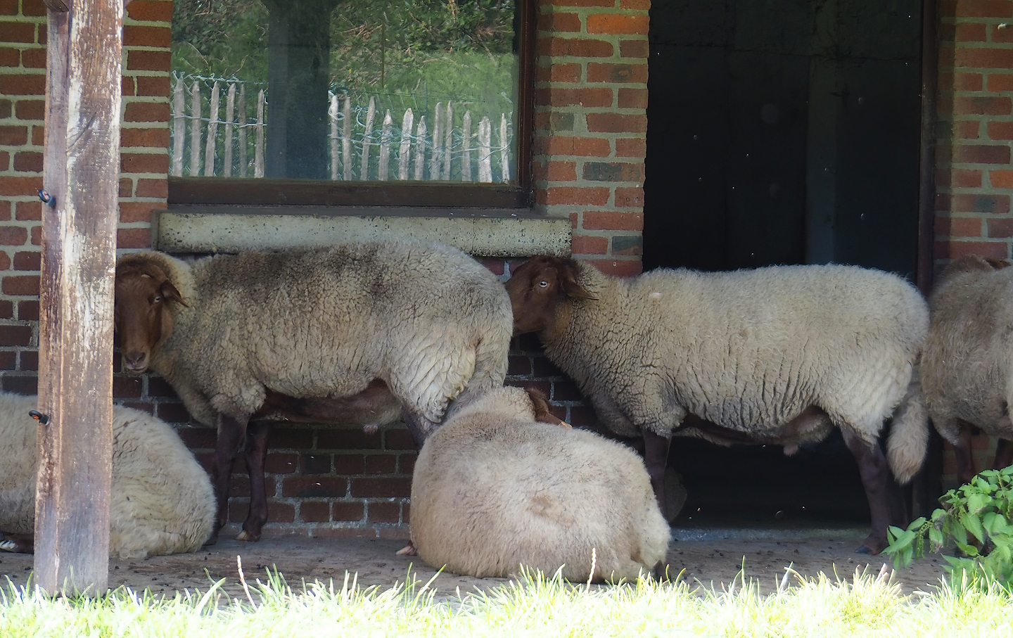Ardense voskop/Ardennais red sheep (Ovis aries), 2023-09-26