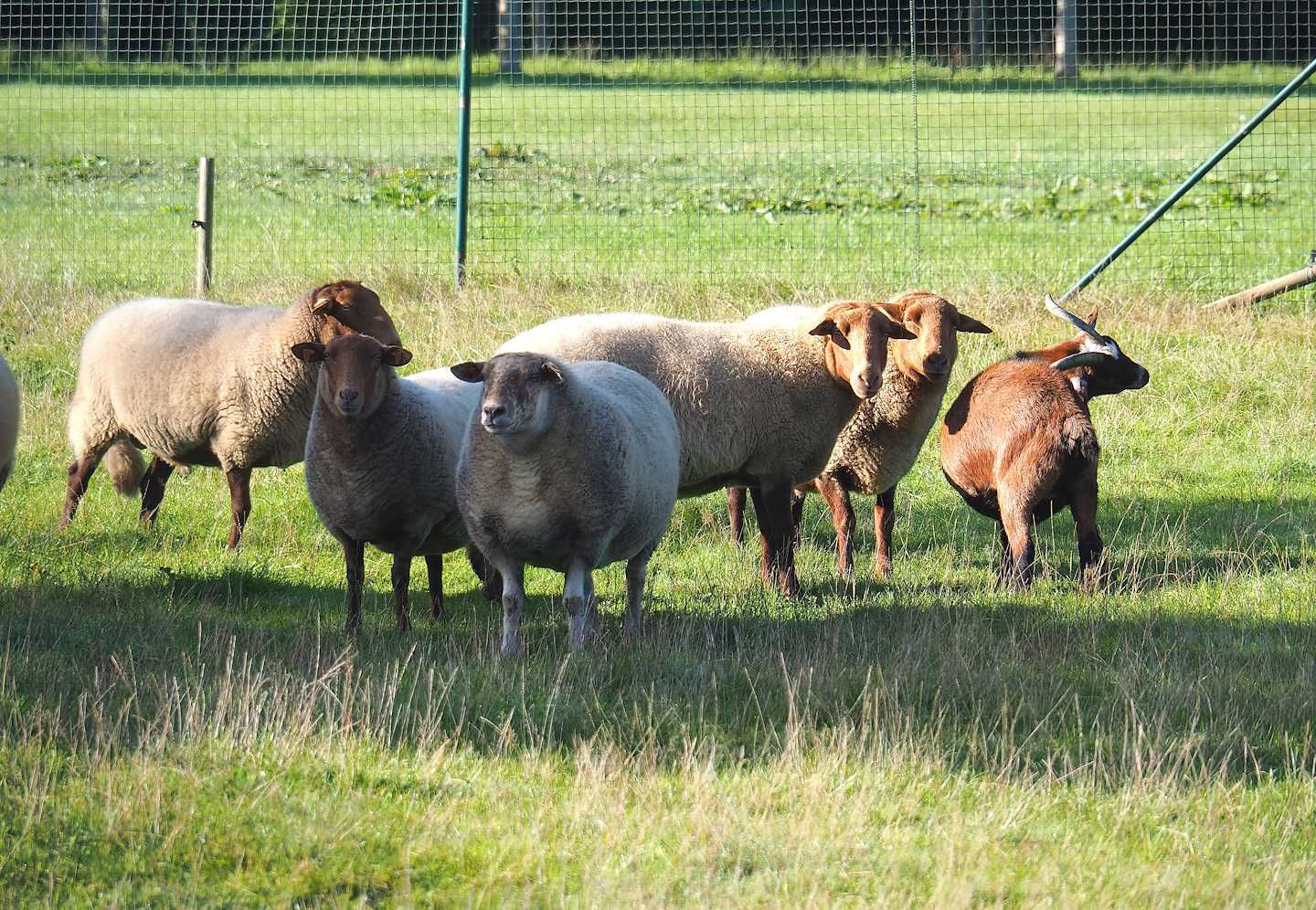 Ardense voskop/Ardennais red sheep (Ovis aries) and Pygmy goat (Capra hircus), 2023-09-26