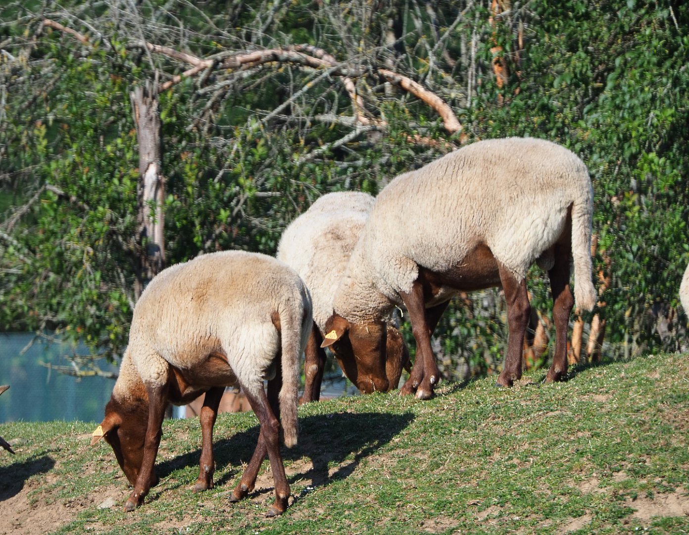 Ardense voskop sheep (Ovis aries), 2020-07-12