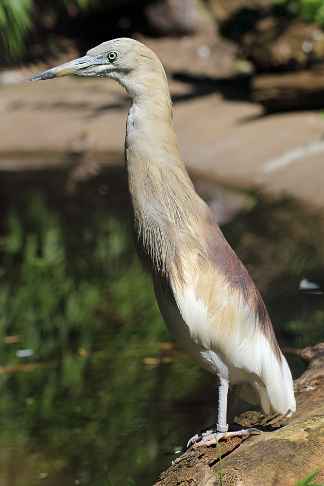 Ardeola speciosa or A. grayii?