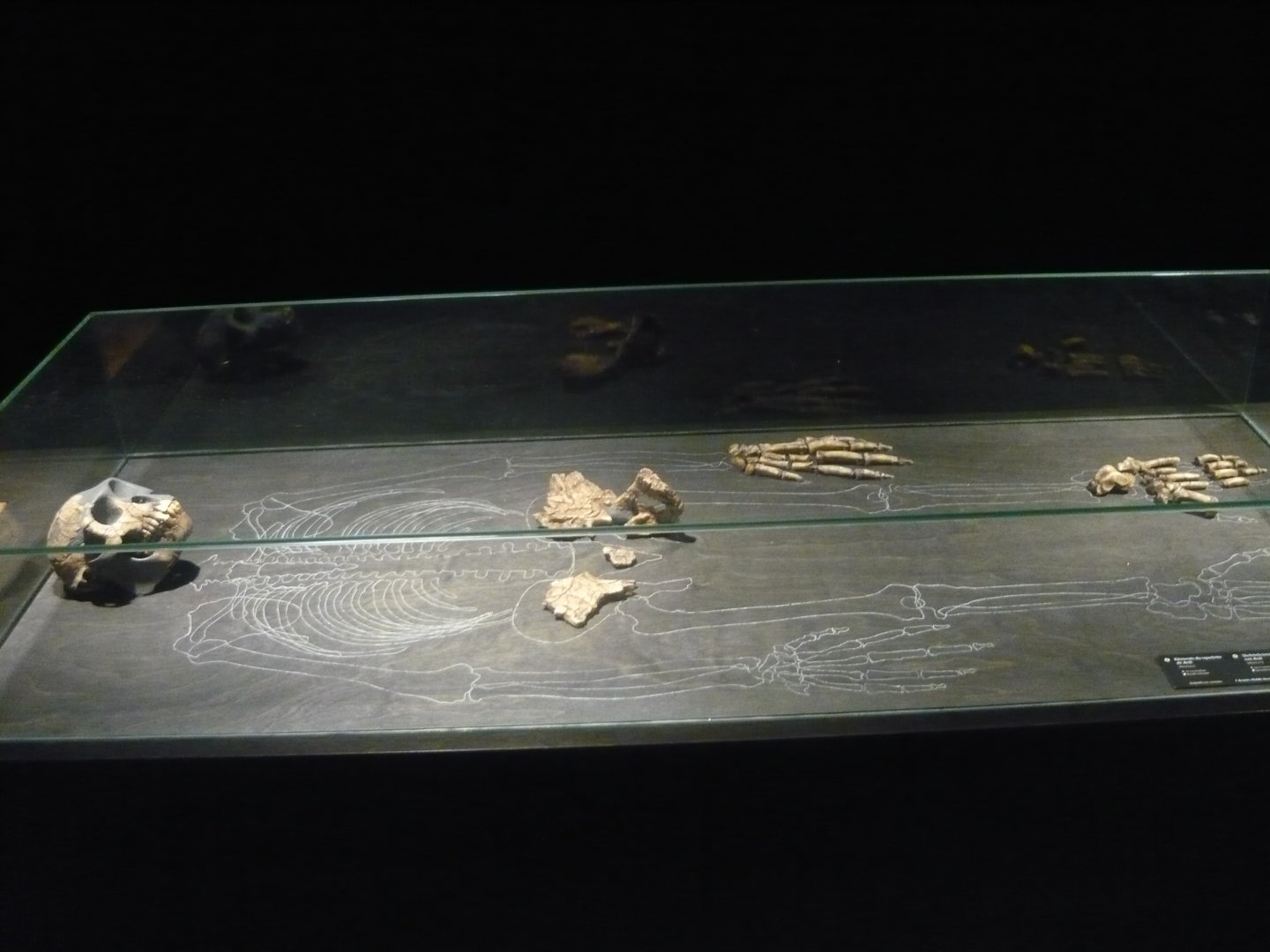 Ardipithecus ramidus