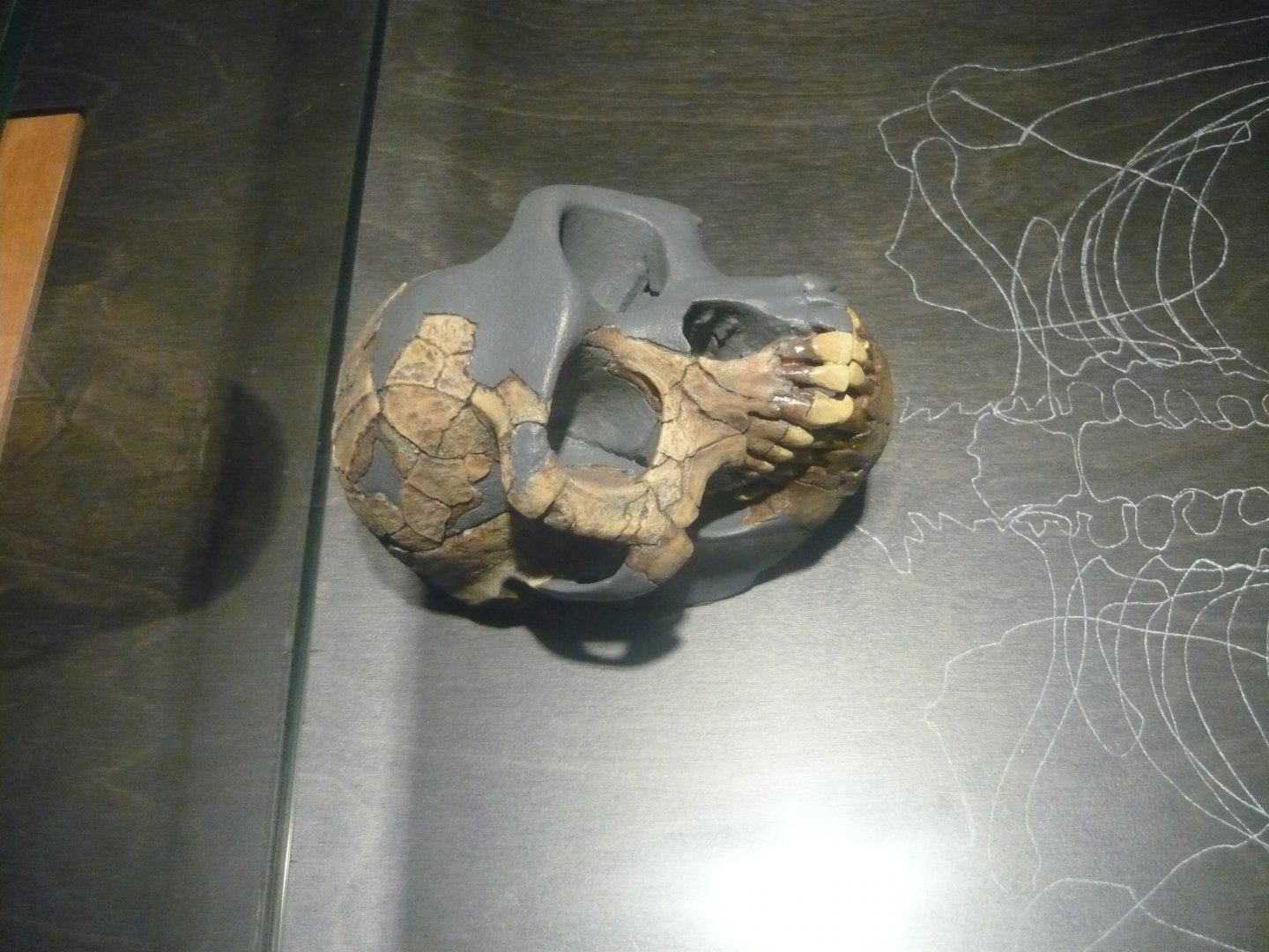 Ardipithecus ramidus