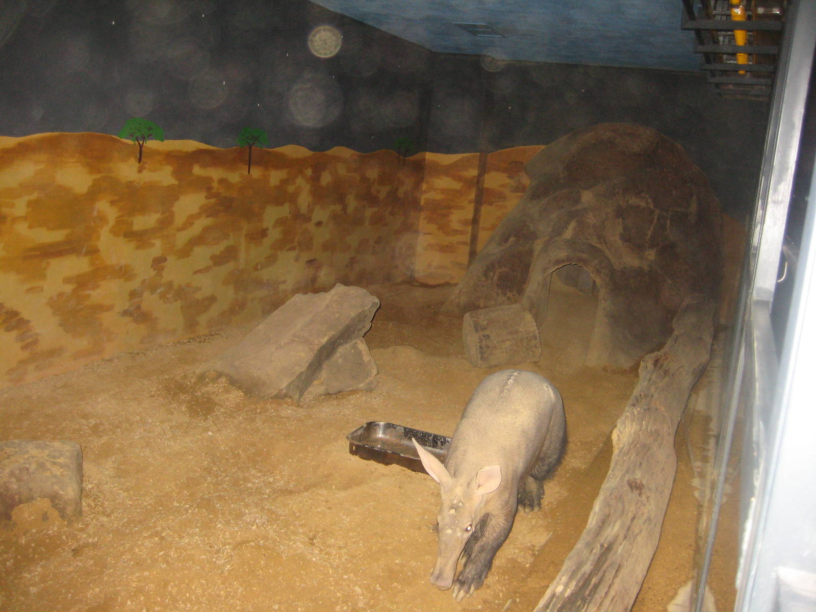 Ardvark exhibit, Saarbrücken Zoo