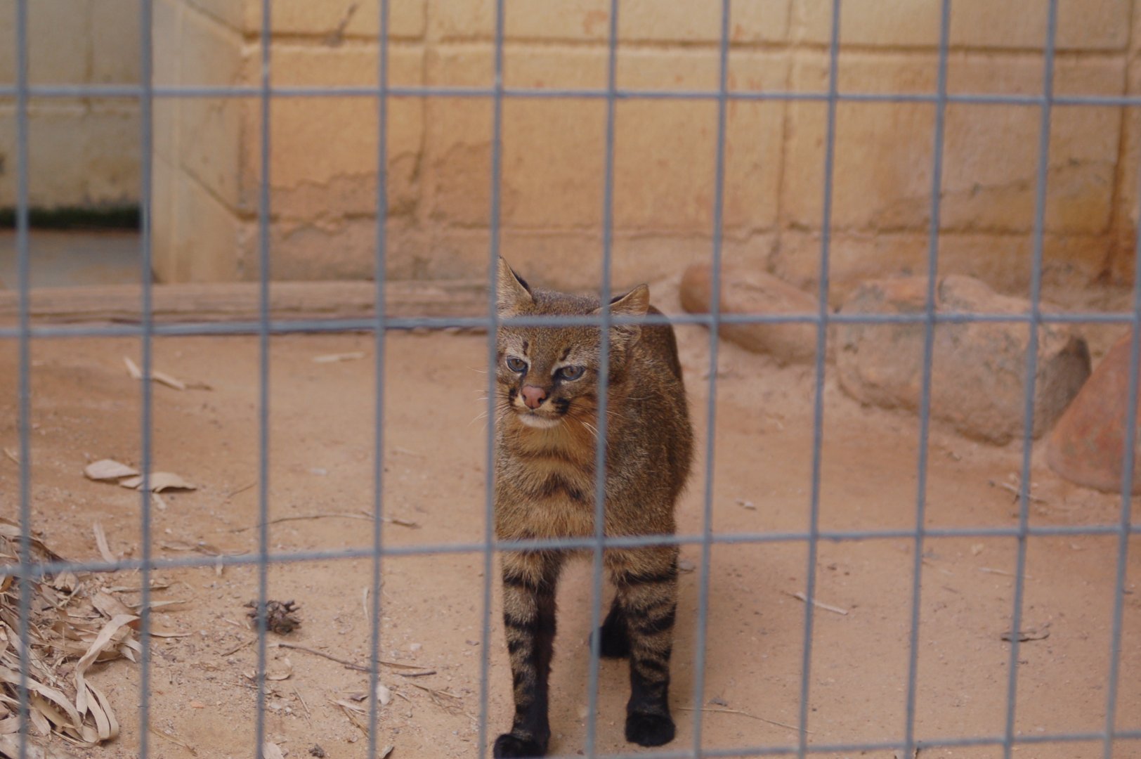 Aré , the male pampas cat