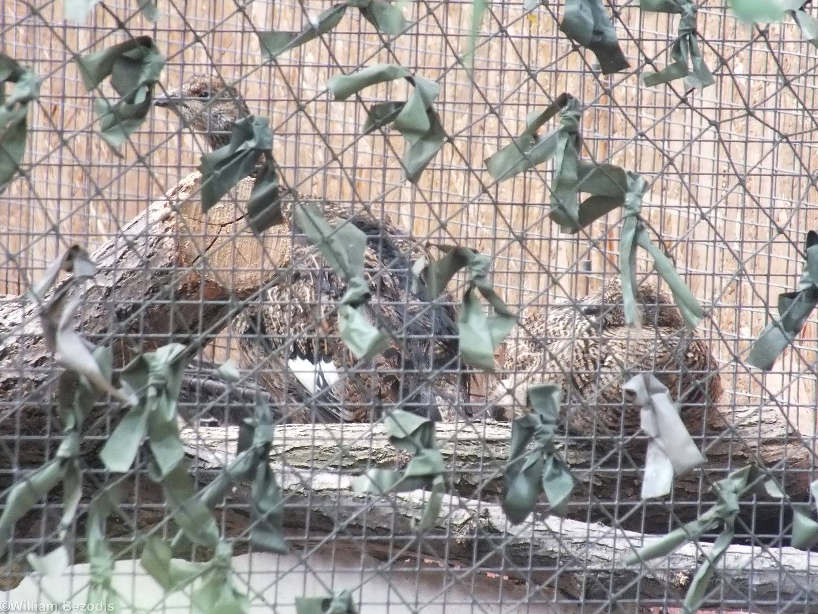 Are these Capercaillie chicks?