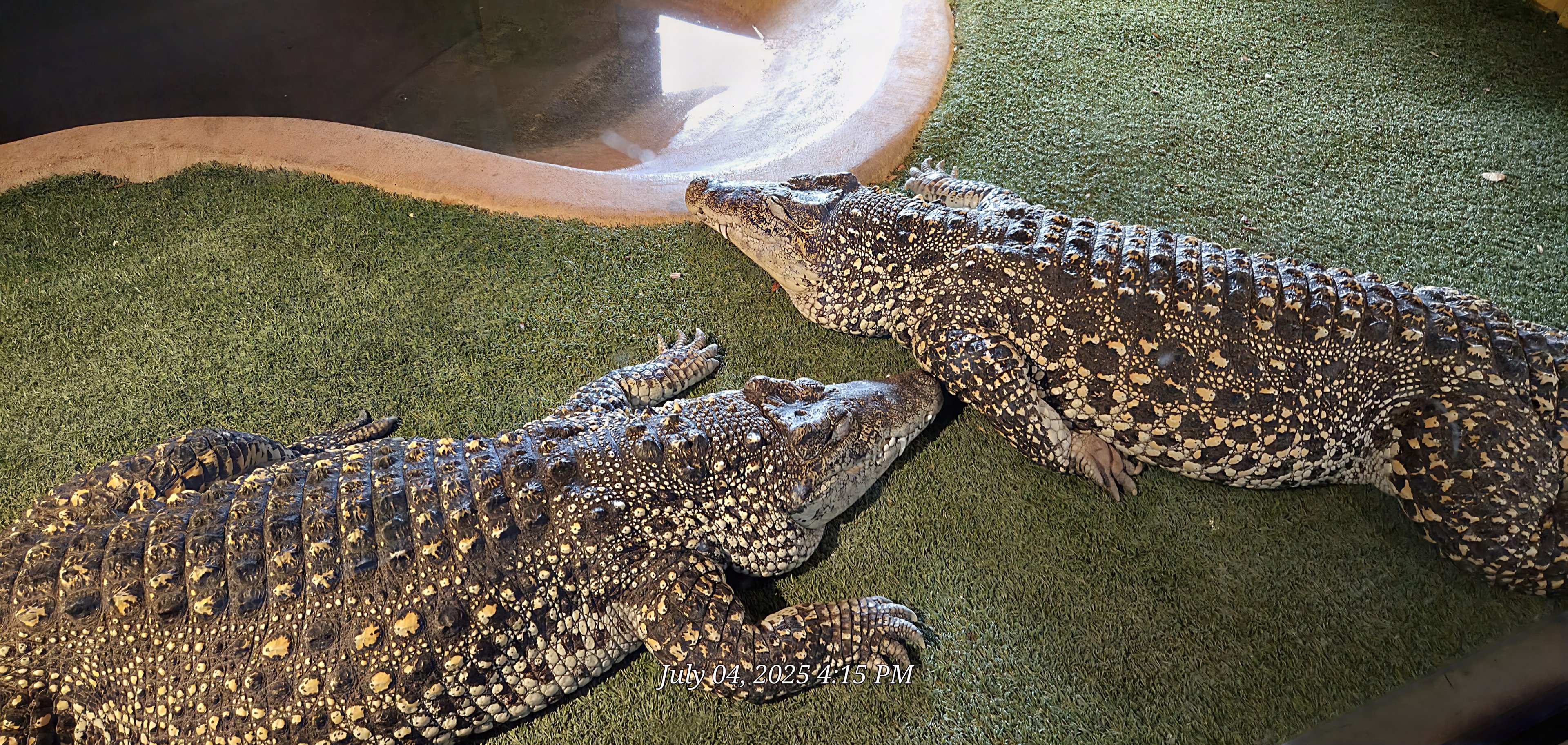 Are these Cuban Crocodiles?