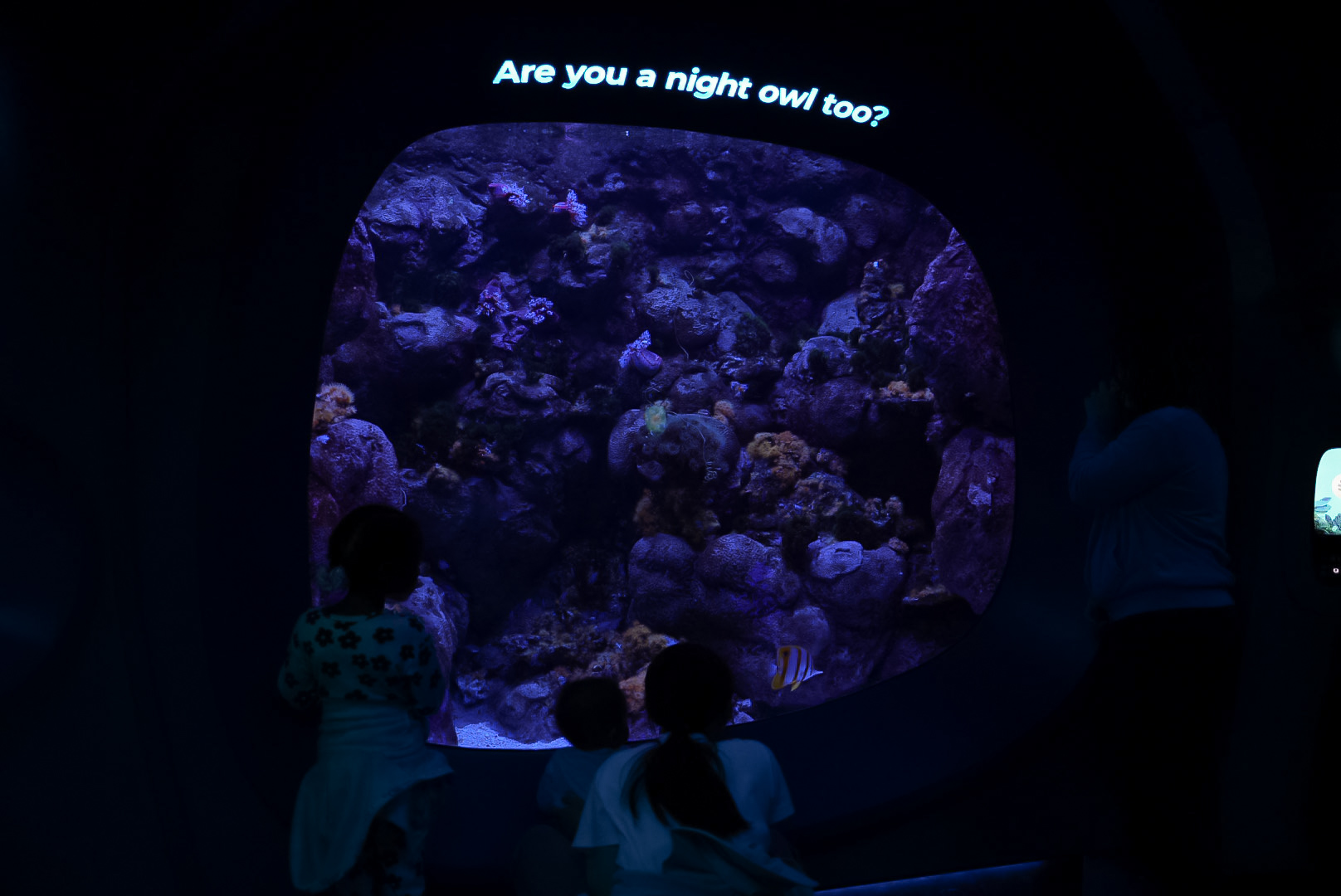 "Are you a Night Owl too?" Tank