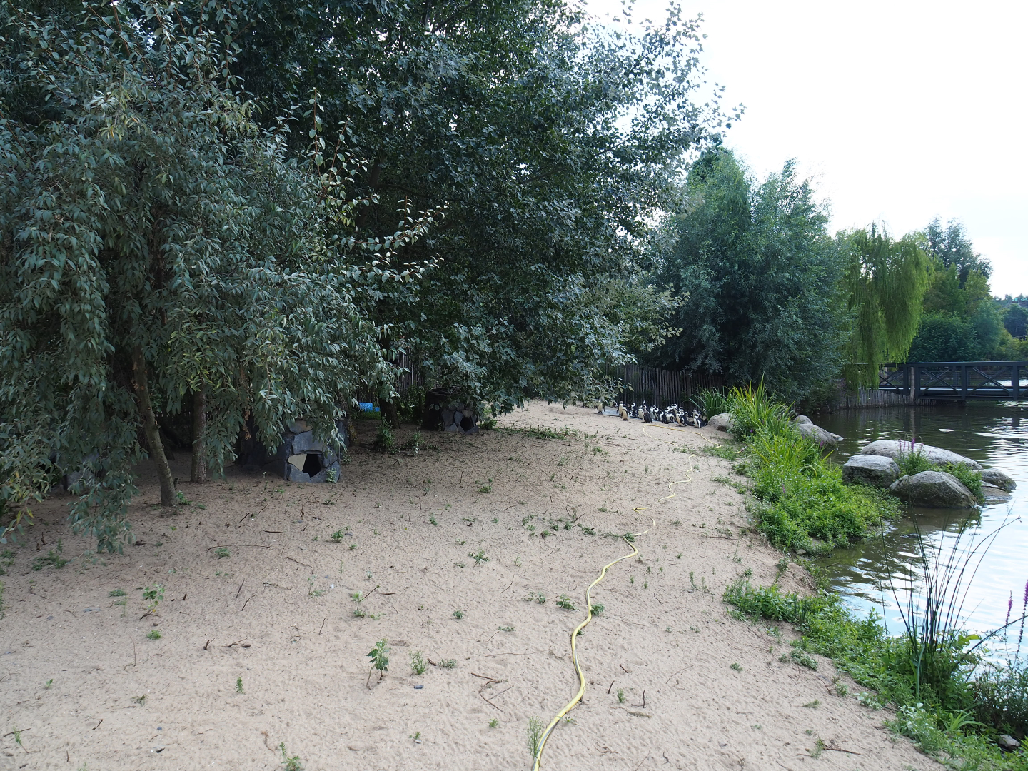 Area for new African penguin group, 2020-09-02