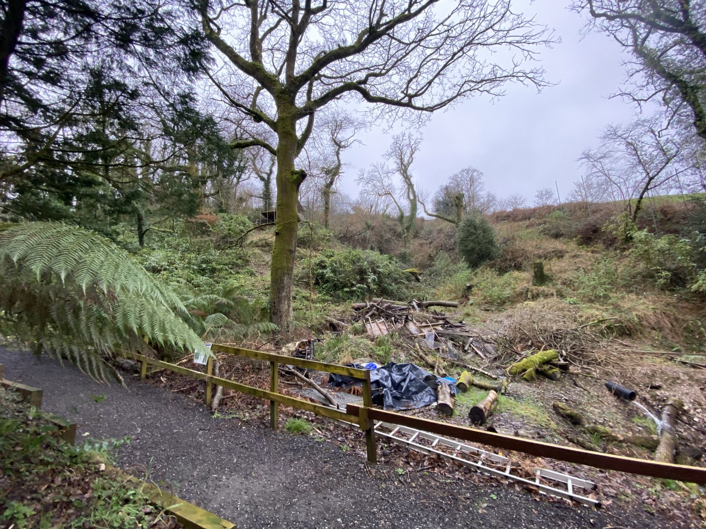 Area for new Amur leopard enclosure 170224